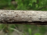 Stictis virginea image