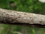 Stictis virginea image