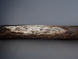 Stictis virginea image