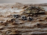Stictis virginea image