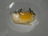 Stictis virginea image