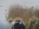 Stictis virginea image