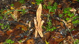 Clavariadelphus occidentalis image