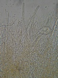 Stictis virginea image