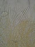 Stictis virginea image