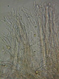 Stictis virginea image