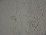 Stictis virginea image