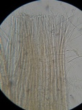 Stictis virginea image
