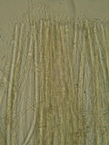 Stictis virginea image