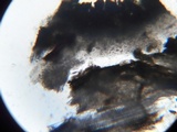 Stictis virginea image