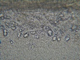 Stictis virginea image