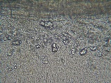 Stictis virginea image