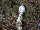 Amanita rubescens var. rubescens image