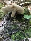 Megacollybia rodmanii image