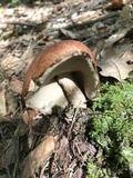 Leccinum vulpinum image