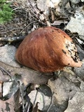 Leccinum vulpinum image