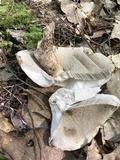 Leccinum vulpinum image