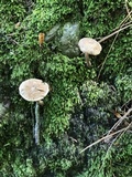 Inocybe lacera image