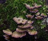 Trichaptum fuscoviolaceum image