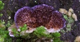 Trichaptum fuscoviolaceum image