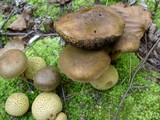 Pseudoboletus parasiticus image