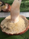 Xanthoconium purpureum image