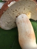 Xanthoconium purpureum image