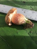 Xanthoconium purpureum image