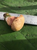 Xanthoconium purpureum image