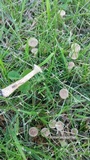 Ampulloclitocybe clavipes image