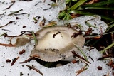 Clitocybe glacialis image