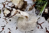 Clitocybe glacialis image