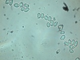 Clitocybe glacialis image