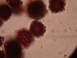 Scleroderma bovista image