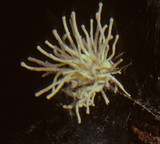 Torrubiella arachnophila image