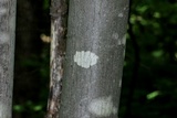 Arthonia punctiformis image