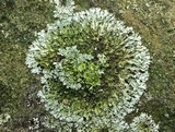 Phaeophyscia adiastola image