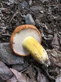 Gyroporus ballouii image