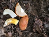 Tylopilus balloui image