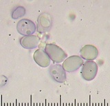 Amanita canescens image