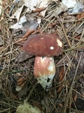 Xanthoconium purpureum image
