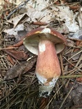 Xanthoconium purpureum image