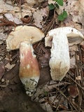 Xanthoconium purpureum image
