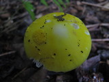 Amanita elongata image
