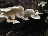 Pleurotus pulmonarius image