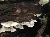 Pleurotus pulmonarius image
