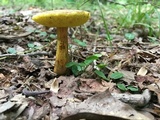 Aureoboletus innixus image