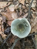 Russula parvovirescens image