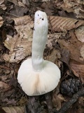 Russula parvovirescens image