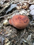 Lactarius volemus image